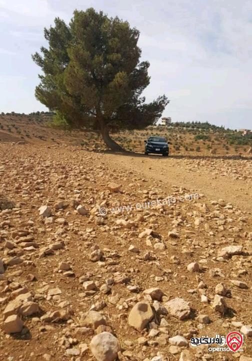 ارض مساحة 30 دونم و 478م للبيع في المفرق - الدجنية
