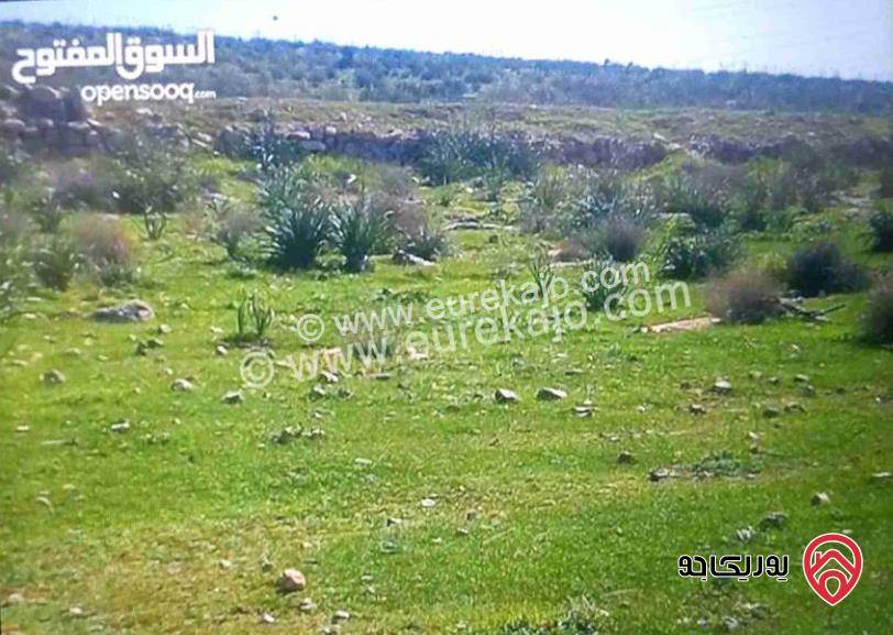 ارض مساحة 10 دونم للبيع في المفرق الموقر 