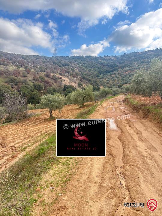 قطعة ارض مساحة 3 دونم و 400م مزروعة زيتون للبيع في السلط الديرة قرب زي 