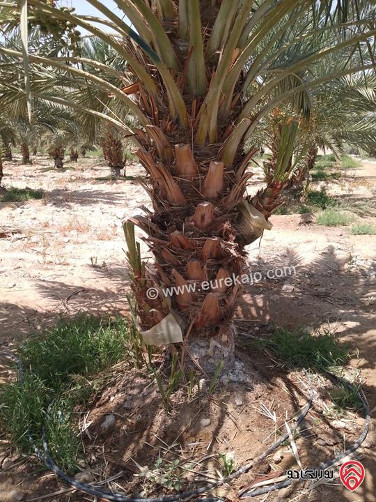 مزرعة نخيل مساحة الأرض 40 دونم وفيها بناء مساحة 210م للبيع في البلقاء - الأغوار الوسطى منطقة الكرامة