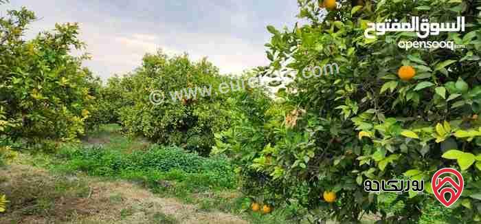 مزرعة مساحة 35 دونم للبيع في اربد - الشونة الشمالية