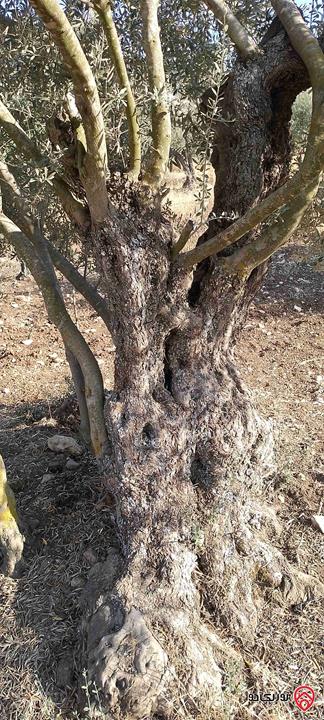 أرض مساحة 1200م للبيع في اربد المزار الشمالي زوبيا 