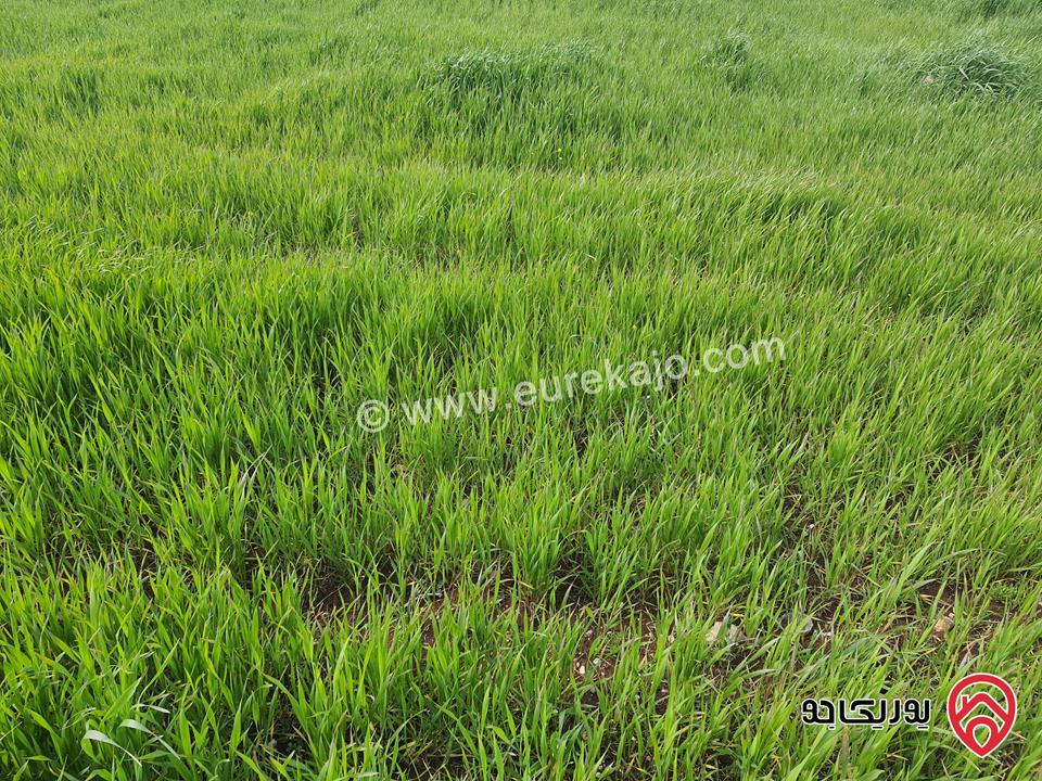 أرض غير مزروعة ومستوية مساحة 42 دونم للبيع في اربد - ملكا