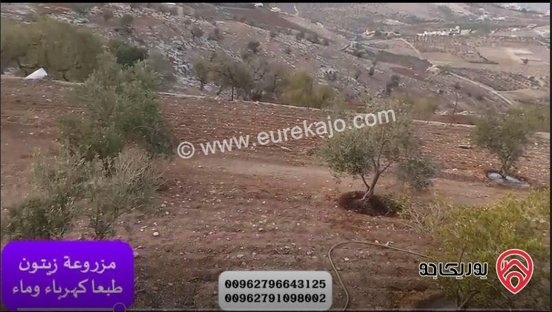 مزرعة مساحة الأرض 3500م والبناء طابقين دوبلكس 200م ومسبح للبيع في جرش - المصطبة