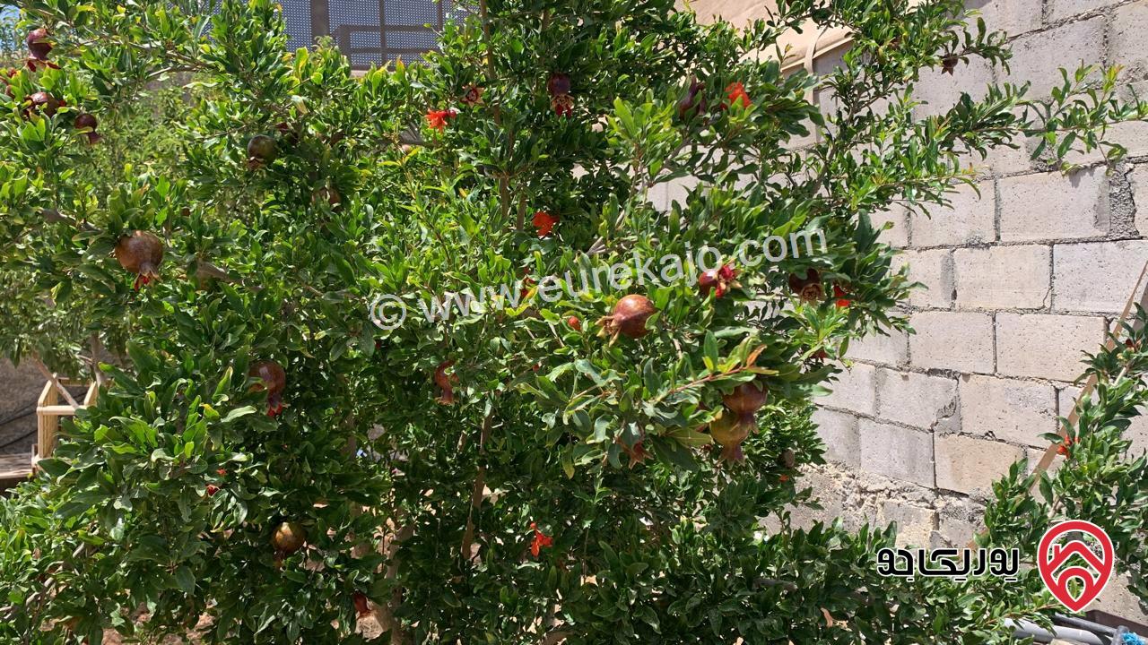 مزرعة مساحة 5 دونم وبناء 160م للبيع في مادبا - لب - قرب الجامعة الامريكية