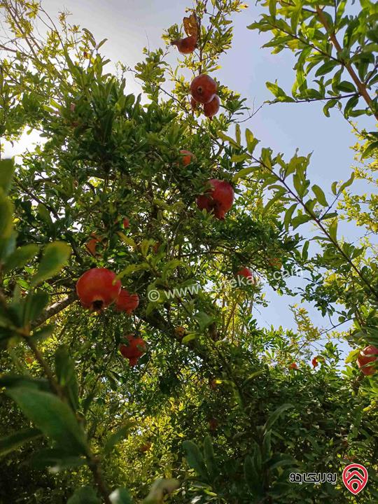 مزرعة مساحة 9 دونم مزروعة رمان و زيتون مرويه من خزان في نفس الارض للبيع في اربد - كفر سوم 