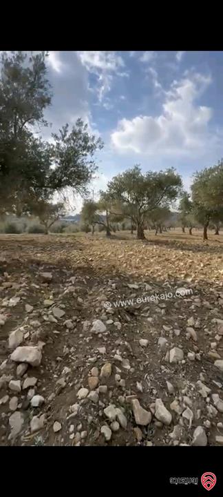 أراضي مساحة 3700م للبيع في عمان - ناعور حسبان مزروعة زيتون