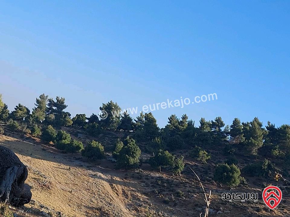 قطعة ارض مساحة 4084م للبيع في جبال جرش - سوف