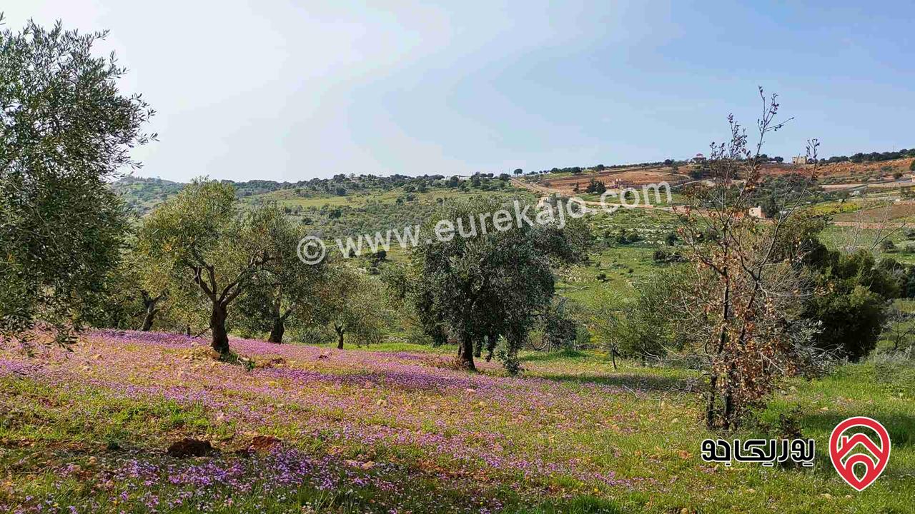 قطعة أرض مساحة 2 دونم لبيع في عجلون - صخرة 