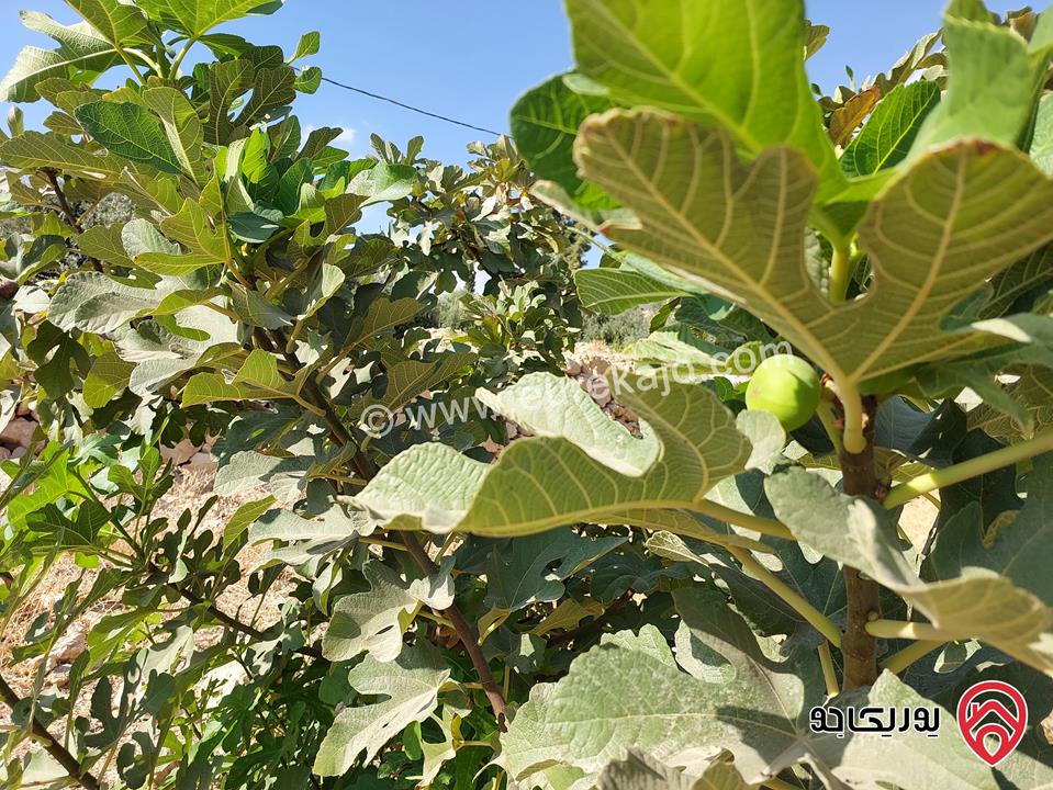 مزرعة مساحة 4 دونم للبيع في غرب عمان - البحاث 