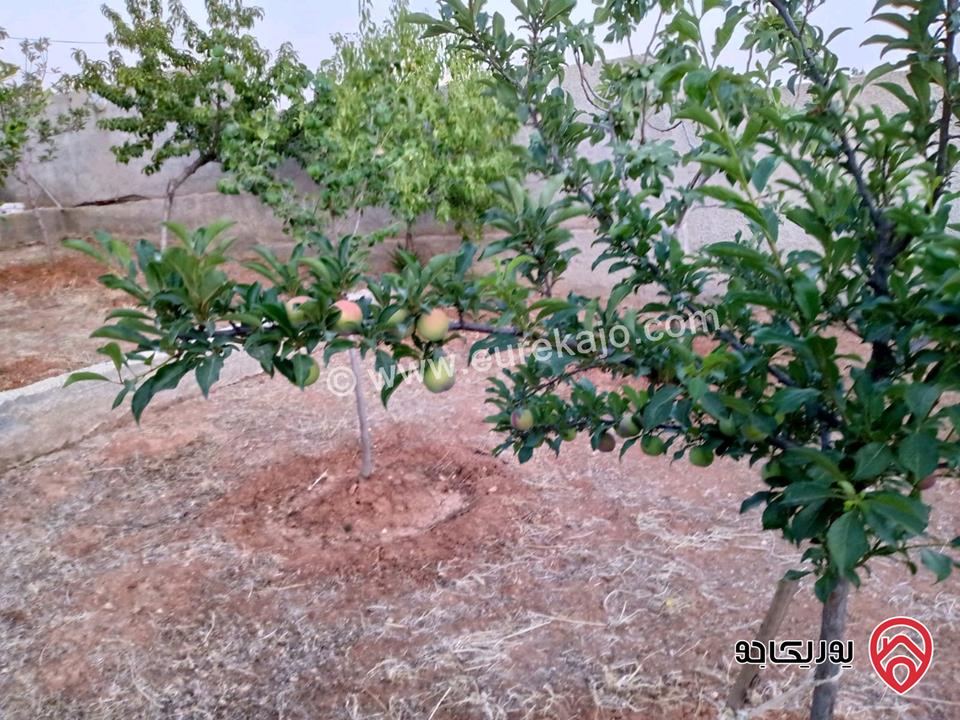 مزرعة مساحة الأرض 618م والبناء 100م للبيع في المفرق