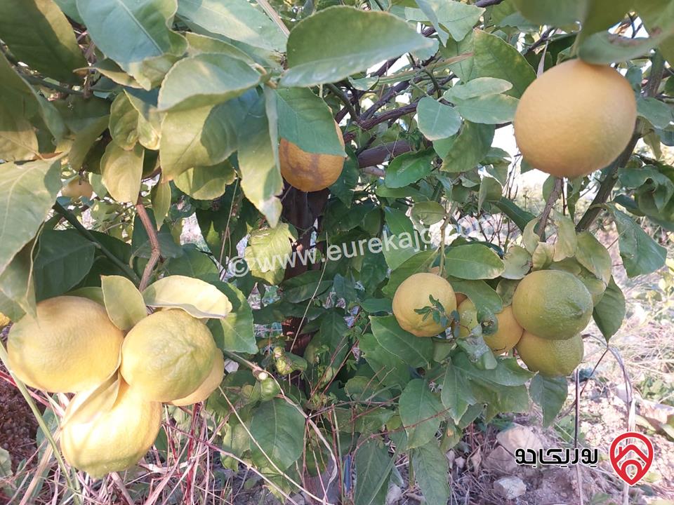 قطعة أرض مساحة 4000م للبيع في مرج الحمام - البحاث