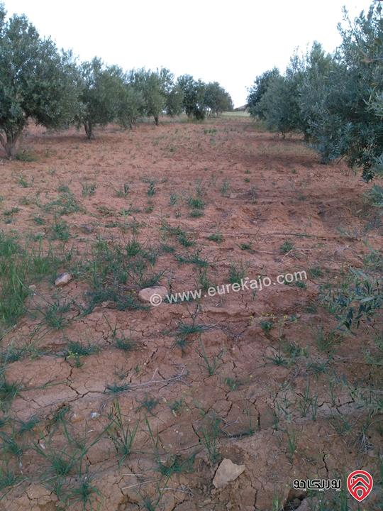 مزرعة زيتون مساحة 30 دونم للبيع في مادبا - لب