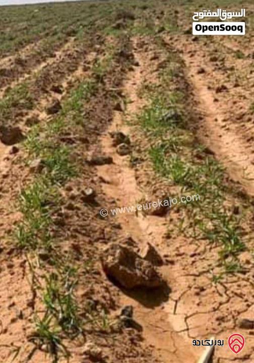 أرض مساحة 15 دونم و 529م للبيع في المفرق - أراضي البادية الشمالية منطقة قاسم