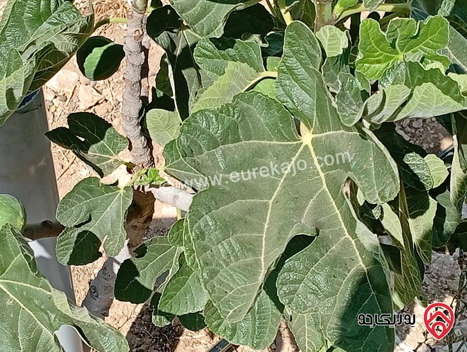 مزرعة مساحة الأرض 3 دونم و 400م بإطلالة للبيع في المفرق - بلعما