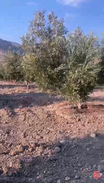 قطعة أرض مساحة 14 دونم و 500م للبيع في اربد - بمنطقة كفر اسد