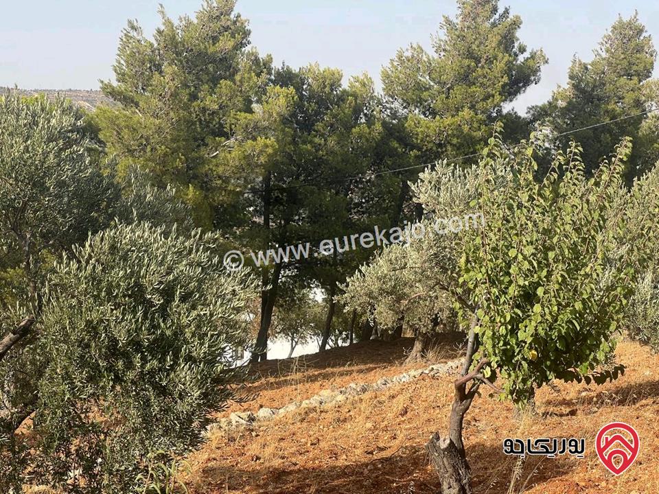 قطعة أرض ريفية مساحة 7 دونم للبيع في في جرش سوف حوض بيدر الحمص 