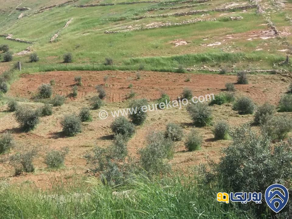 مزرعة مساحة 5000م للبيع في بلعما