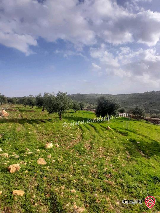 مزرعة زيتون مساحة 20 دونم للبيع في المفرق شرق جرش منطقة دحل