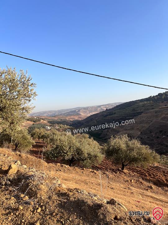 مزرعة مساحة الأرض 6 دونم و 500م للبيع في جرش منطقة جمله قريبة من محمية دبين اطلاله جميلة جداً وسعر حرق وربنا يبارك لصاحب النصيب