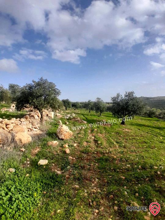 مزرعة زيتون مساحة 20 دونم للبيع في المفرق شرق جرش منطقة دحل