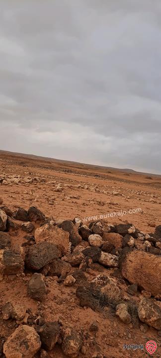 أرض زراعية مساحة 30 دونم للبيع في المفرق أراضي البادية الشمالية - نايفه