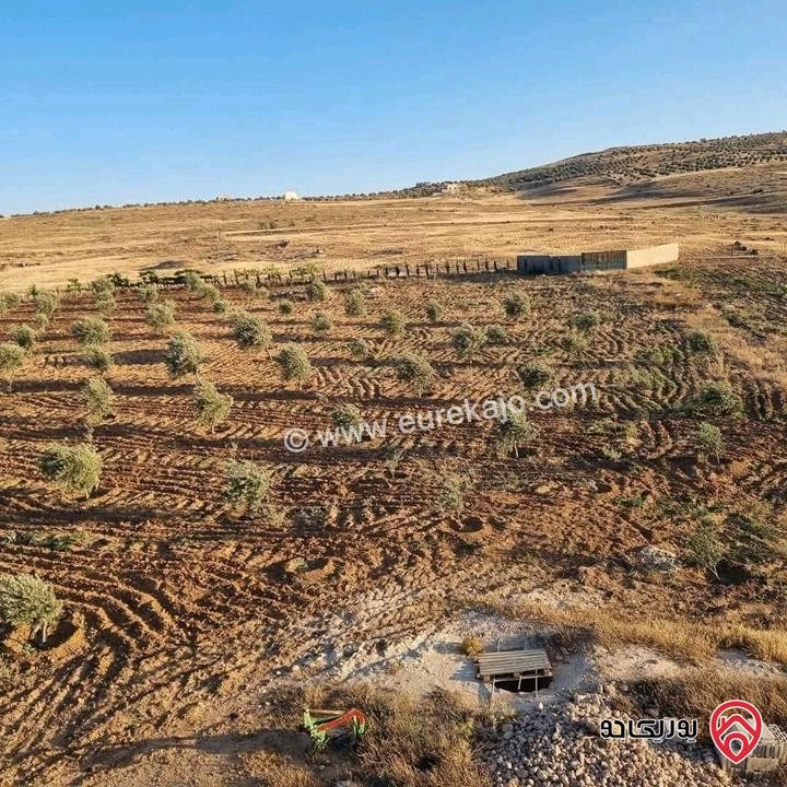 أرض زراعية مساحة 25 دونم للبيع في الكرك - فقوع