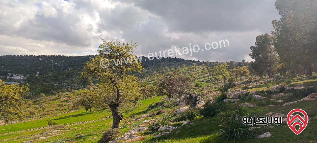 ارض مميزة مساحة 5 دونم و 570م للبيع في الزرقاء - أعلى مناطق العالوك / قضاء بيرين