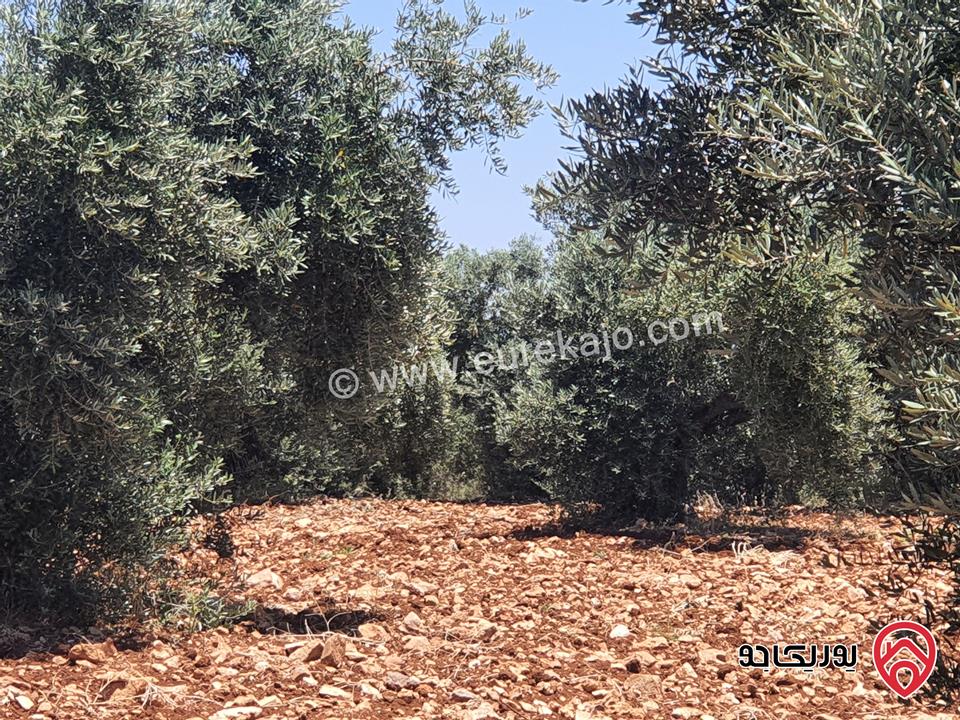 مزرعة زيتون بلدي مساحة 11500م للبيع في اربد  - حرثا 