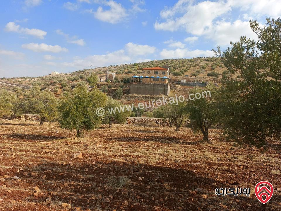 مزرعة زيتون مساحة 6 دونم و 150م للبيع في جرش ثغرة عصفور