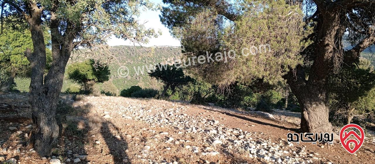 أرض مميزة مساحة 2 دونم للبيع في محافظة عجلون منطقة عنجرة / خربة الحنيش الأثرية 