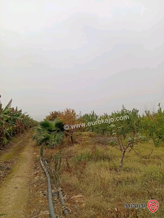 قطعة ارض مساحة 3 دونم و 400م للبيع في اربد - الأغوار الشمالية 