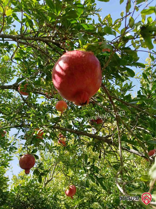 مزرعة مساحة 9 دونم مزروعة رمان و زيتون مرويه من خزان في نفس الارض للبيع في اربد - كفر سوم 