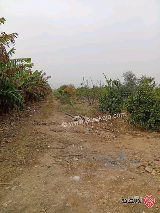 قطعة ارض مساحة 3 دونم و 400م للبيع في اربد - الأغوار الشمالية 