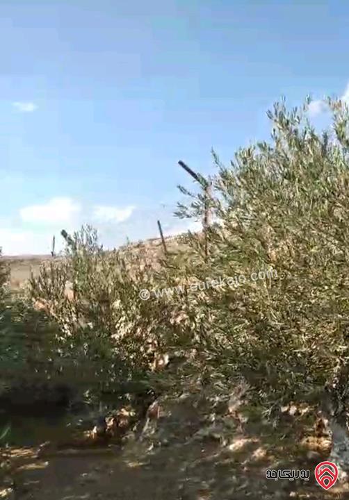 أرض مساحة 546م مزروعة بأشجار الزيتون للبيع في عمان - ناعور