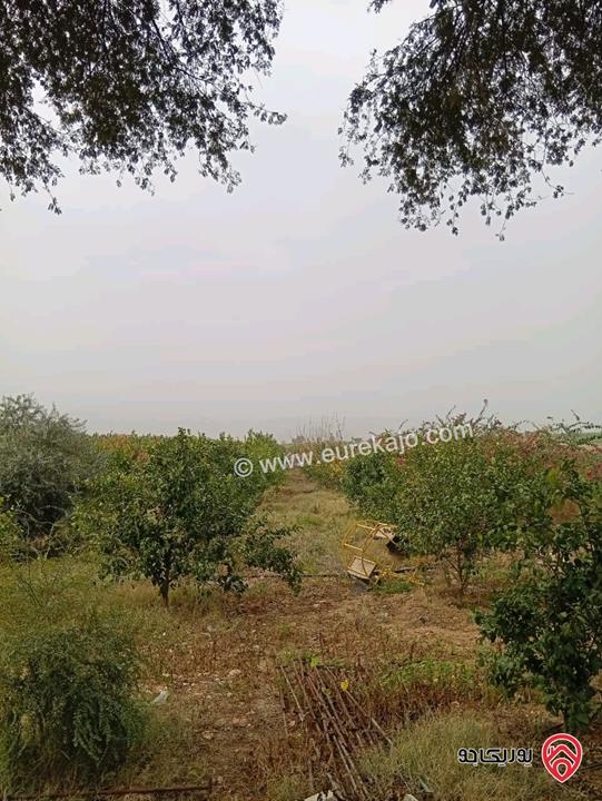 قطعة ارض مساحة 3 دونم و 400م للبيع في اربد - الأغوار الشمالية 