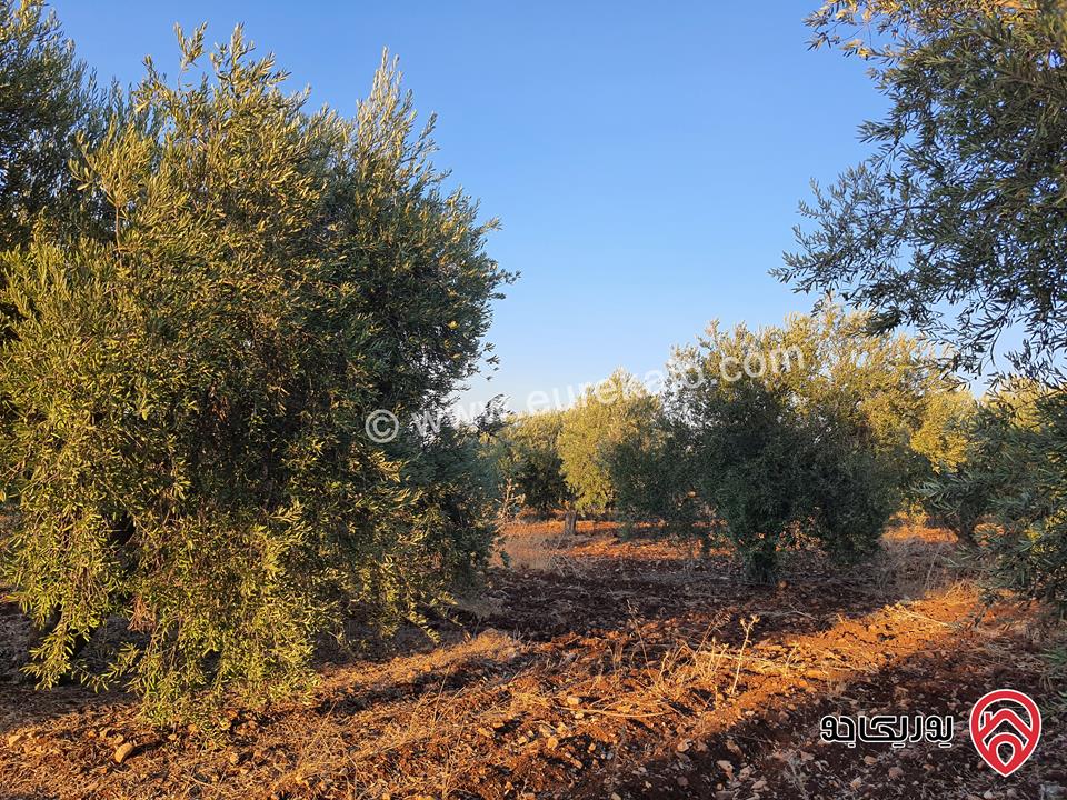 مزرعة زيتون بلدي نخب مساحة 12 دونم للبيع في اربد - ضمن أراضي حرثا