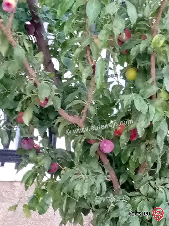 مزرعة مساحة الأرض 618م والبناء 100م للبيع في المفرق