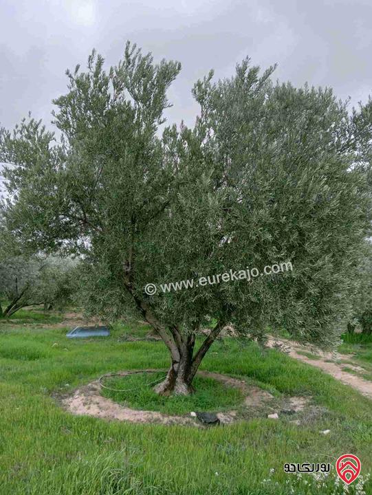 مزرعة مساحة 500 دونم للبيع في عمان - الجيزة