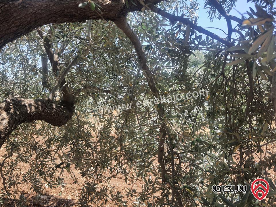 مزرعة زيتون بلدي مساحة 40 دونم للبيع في اربد - برشتا
