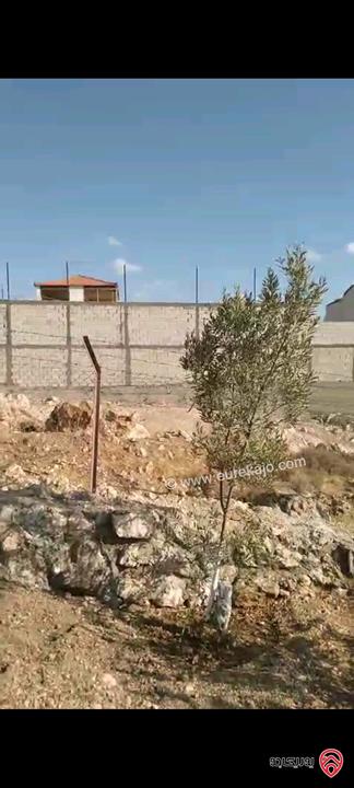 أرض مساحة 546م مزروعة بأشجار الزيتون للبيع في عمان - ناعور