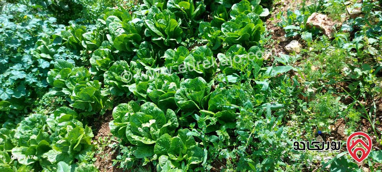 مزرعة دجاج مسطح 1000م طابقين على ارض 12.250 متر مربع مزروعه زيتون وتين ودوالي 