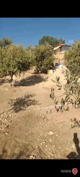 أرض مساحة 546م مزروعة بأشجار الزيتون للبيع في عمان - ناعور
