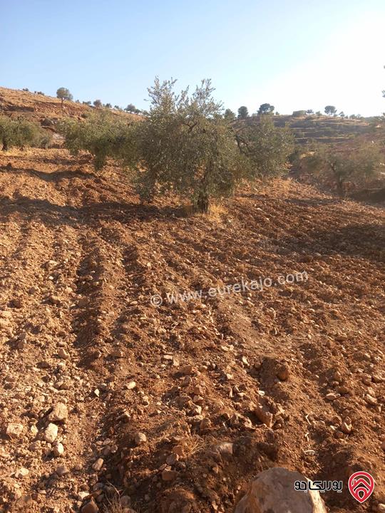 قطعة ارض مساحة 19 دونم و 195م للبيع من أراضي جرش قفقفا