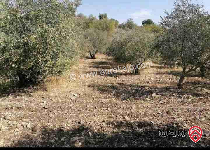ارض مساحة 3600م للبيع في اربد - لواء الوسطية كفرعان 