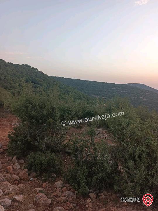 قطعة ارض مساحة 4 دونم للبيع في عجلون عرجان قرب محمية عجلون 