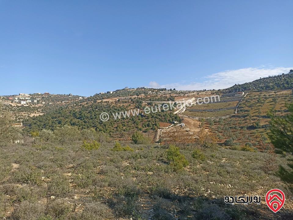 أرض مساحة 11 دونم للبيع في واحدة من أجمل مناطق عجلون – عنجرة / البلوطة