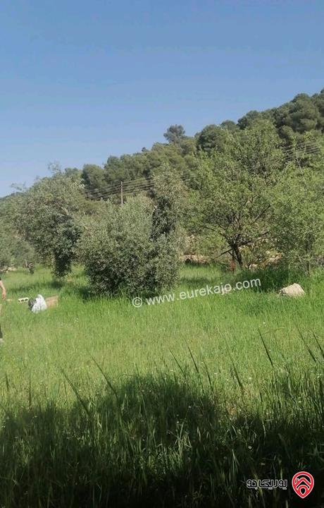 أرض مساحة 6 دونم للبيع في عمان - ناعور - زبود