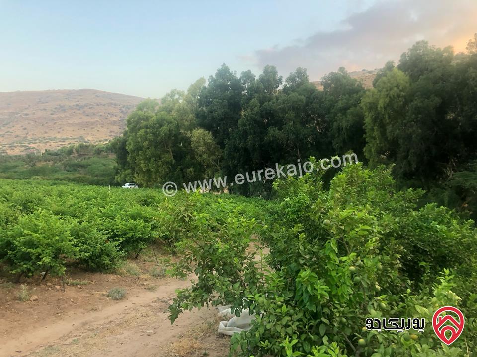 مزرعة مساحة 22 دونم للبيع في الأغوار منطقة ابو الزيغان