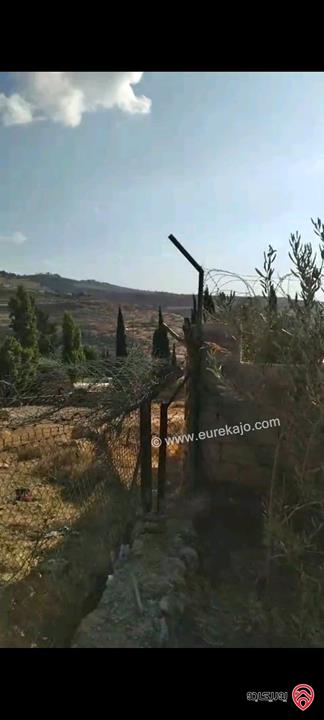 أرض مساحة 546م مزروعة بأشجار الزيتون للبيع في عمان - ناعور